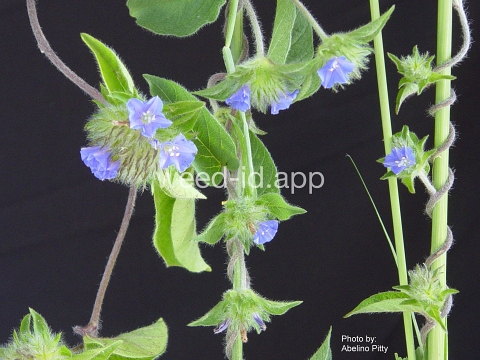 morningglory, smallflower